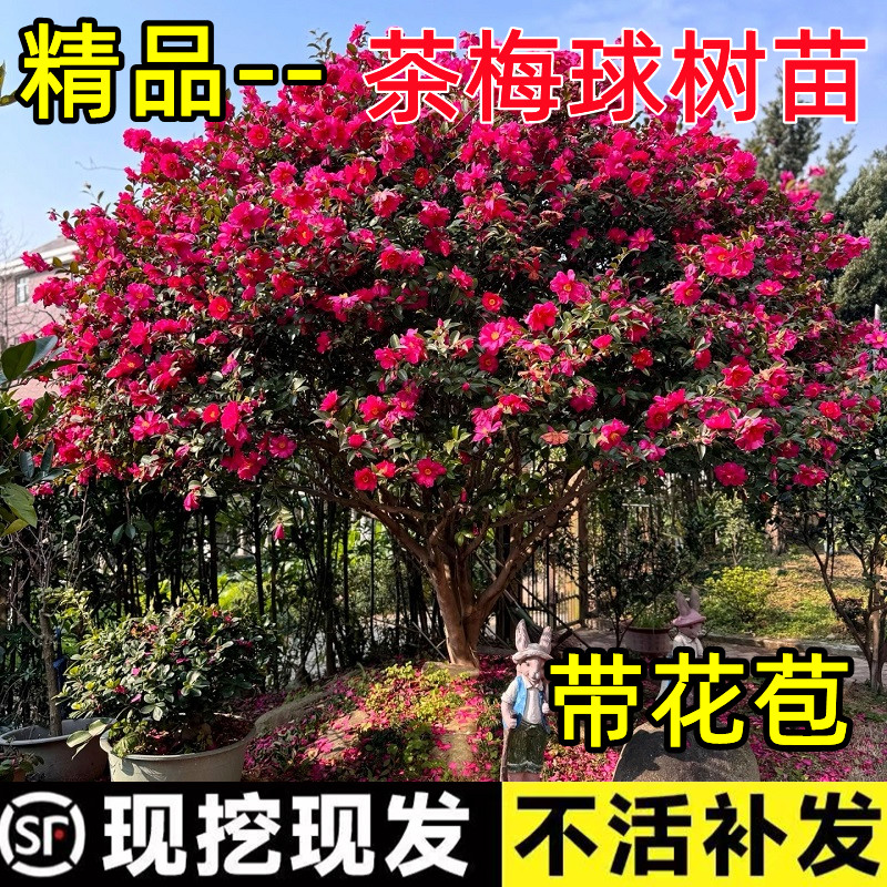 茶梅花苗庭院盆栽地栽香妃茶花树苗小玫瑰财神带花苞浓香好养花卉