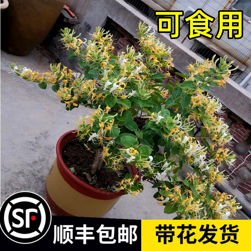 金银花树苗爬藤浓香盆栽阳台庭院植物老桩带花苞可食用耐寒好养活