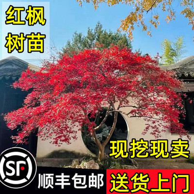【顺丰送货上门】日本红枫大树苗