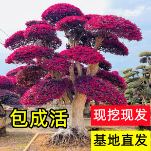 红花继木树苗造型老桩盆景庭院别墅地栽四季耐寒园林工程绿化植物