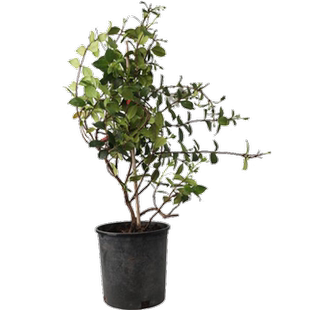 粉色风车茉莉盆栽大苗黄白色爬藤植物络石藤四季开花耐寒阳台花卉