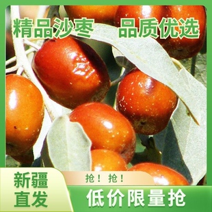 2023年新疆大沙枣新货个大皮薄核小肉厚抖音网红食品厂家直销特价