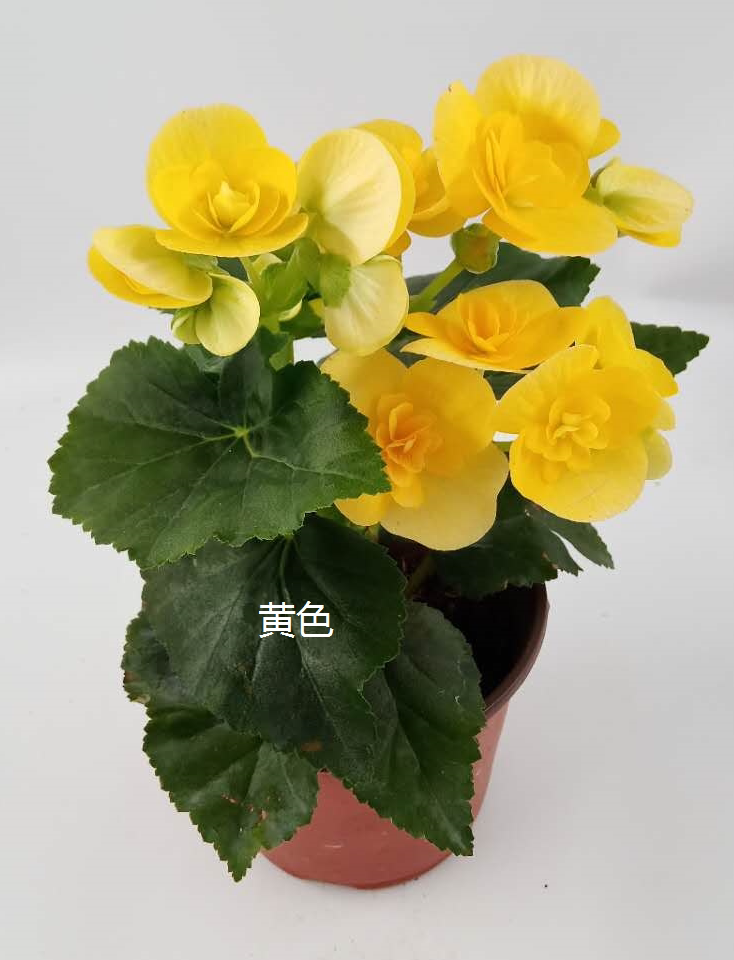 四季开花海棠 玻璃翠 丽格海棠 带花发货 室内盆栽 四季开花 包邮