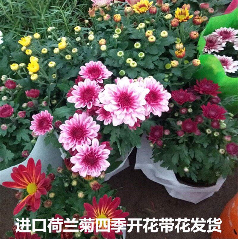 进口荷兰菊阳台庭院耐寒开花植物