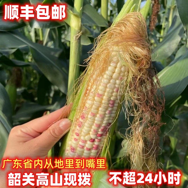 韶关新鲜现摘花玉米糥玉米微甜