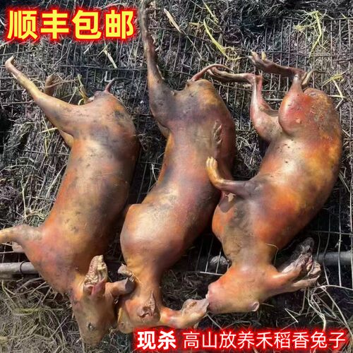 农家放养新鲜兔子现杀稻香兔子肉