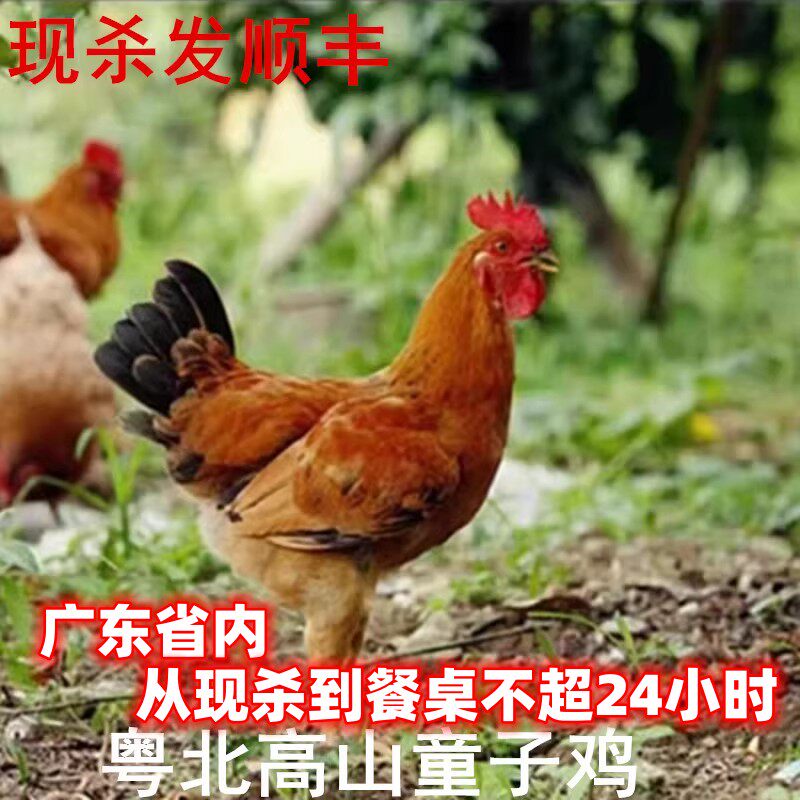 现杀现发新鲜童子公鸡小孩长个