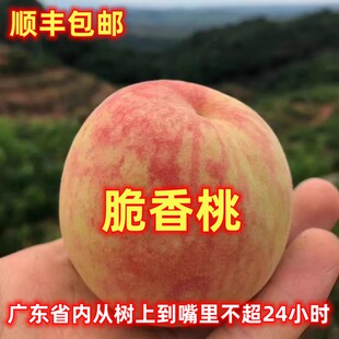 韶关高山脆香桃新鲜现摘现发5斤10斤农家山泉水桃子应季水果