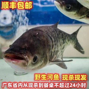 顺丰韶关新鲜大雄鱼头高山河淡水野的生大头鱼5斤10斤雄鱼尾现杀