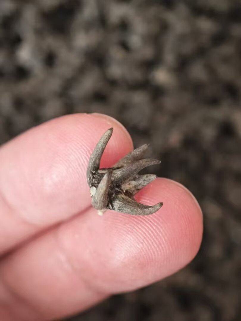粤北山区溪水河边纯野生猫爪草无沙土洗干净新鲜晒干煲汤泡茶