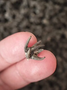 粤北山区溪水河边纯野生猫爪草无沙土洗干净新鲜晒干煲汤泡茶