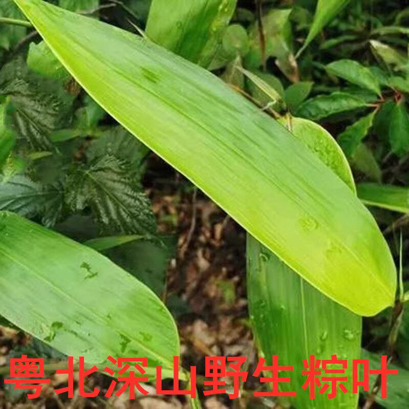 顺丰包邮韶关农家野生现摘特大精选粽叶非种植叶子150片包粽子用