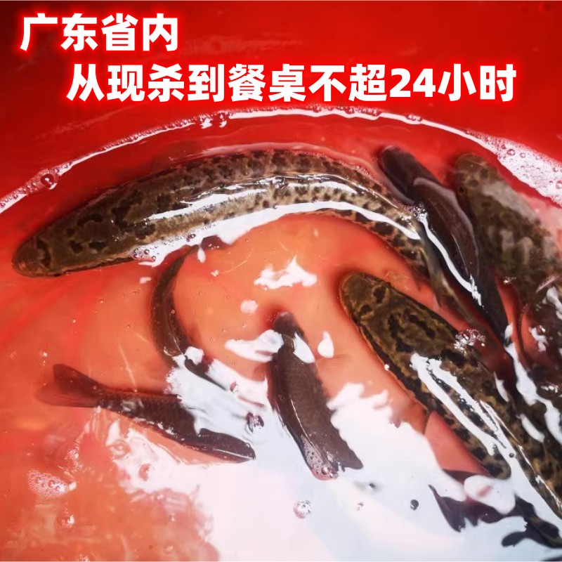 顺丰包邮高山淡水河生鲜黑鱼产妇