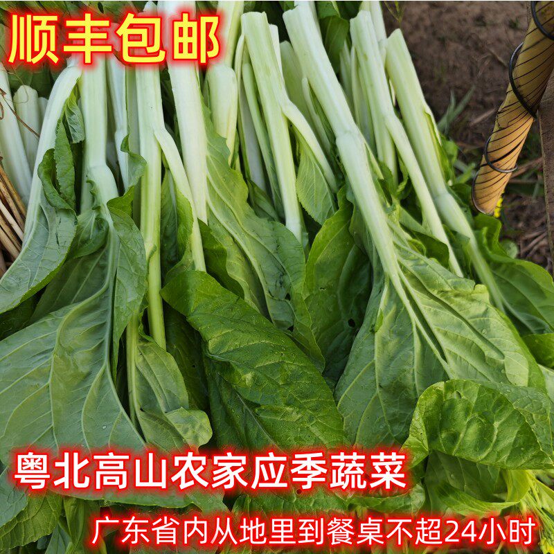顺丰韶关农家新鲜蔬菜应季时蔬黄叶白包菜芥兰菜心甜菜心混合5斤