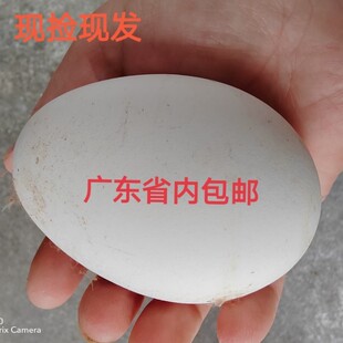 顺丰新鲜现捡农家放养土鹅蛋个大6个一箱黑棕鹅超大鹅蛋