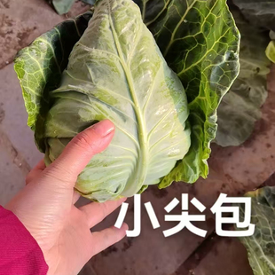 顺丰韶关农家高山新鲜小包菜尖包芥兰头青菜应季蔬菜现砍现发5斤