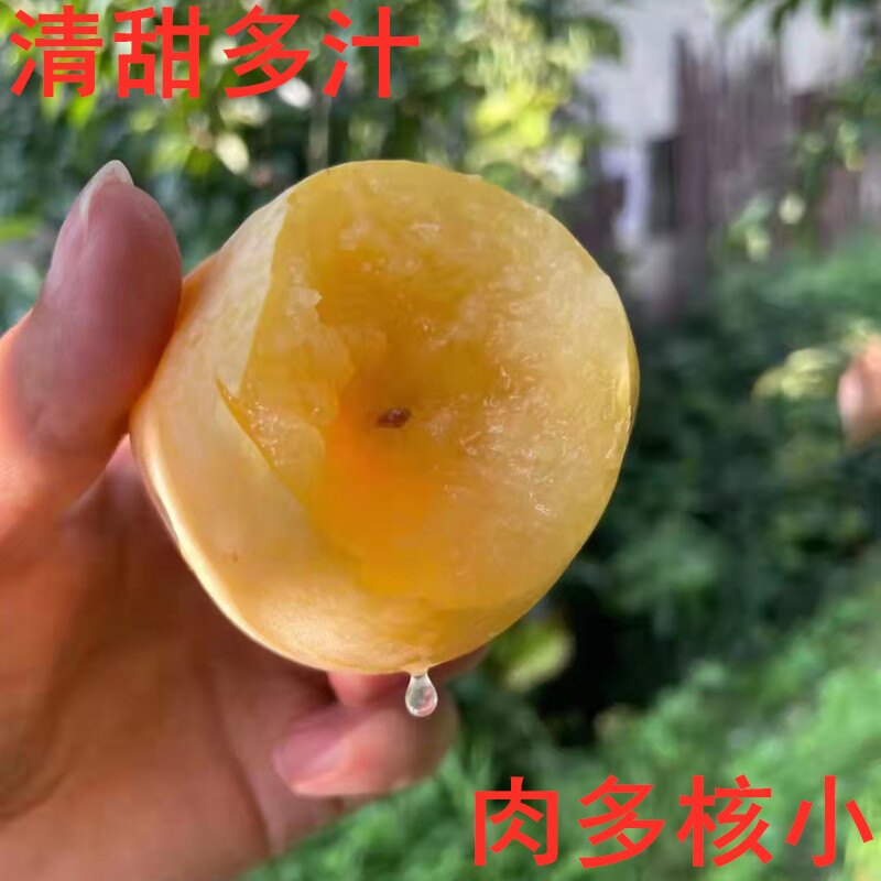 黄金奈李现摘果现发5斤精选中果