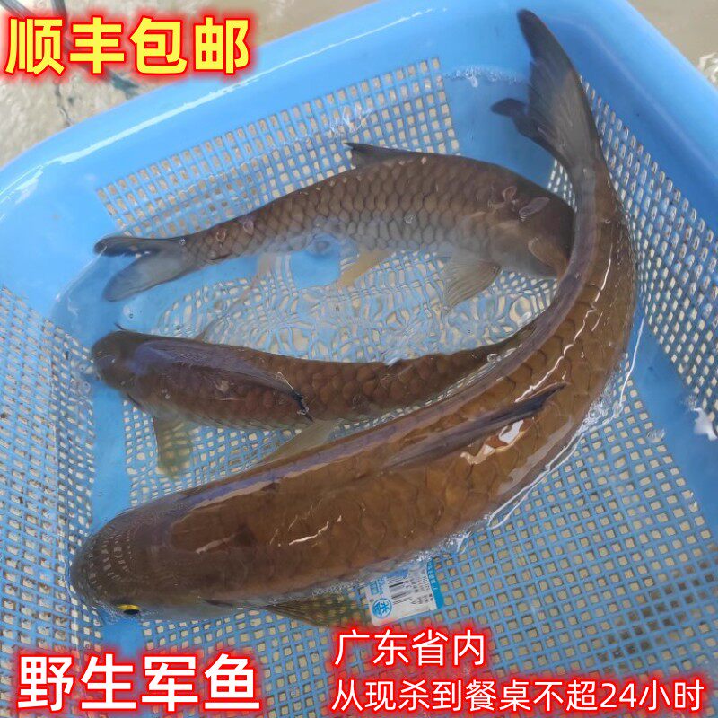 河野的军鱼坚中鱼飞鱼2斤黄娟鱼