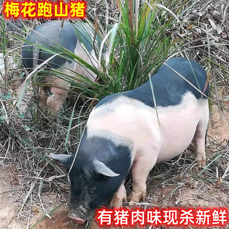 梅花土猪现杀新鲜猪排猪手前腿肉