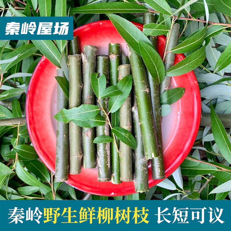 秦岭野生新鲜柳树枝叶旱柳杨柳枝叶中药材柳叶细柳条500g切段包邮