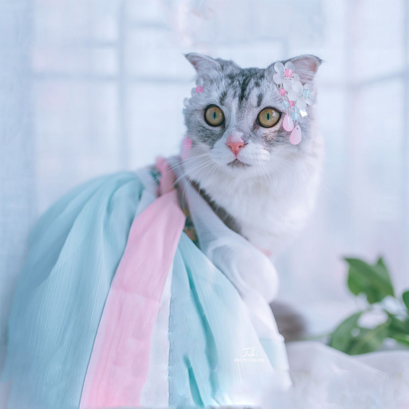 宠物猫咪狗狗汉服薄款泰迪博美雪纳瑞猫衣服狗猫衣裙子衣服古风裙
