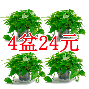 绿萝盆栽室内水培客厅绿植新房办公净化空气爬藤植物大叶长藤绿萝
