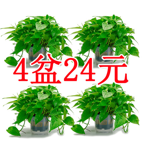 室内净化空气爬藤植物绿萝