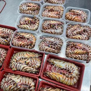 竹节虾鲜活特大斑节虾九节虾舟山海捕新鲜冷冻基围虾速冻超大海虾