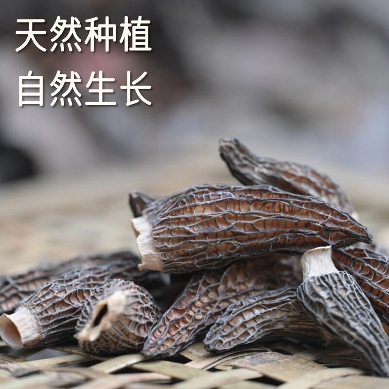 【愚草】 羊肚菌 天然羊肚菌 秦岭山脉特产 当季头茬干货100g/袋