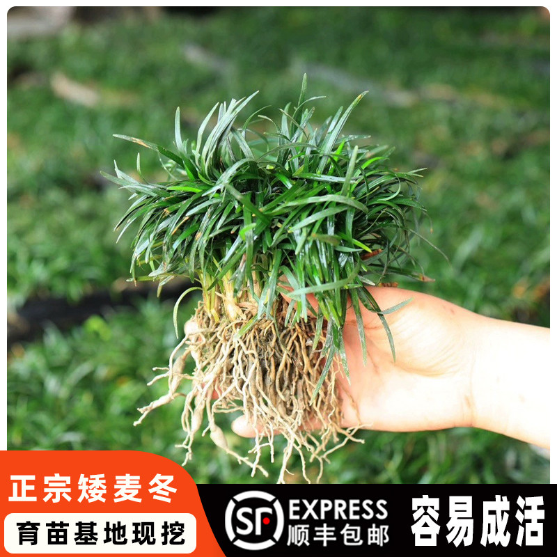 矮麦冬草玉龙草日本矮麦冬庭院绿化正宗矮生麦冬苗四季青植物耐寒图片