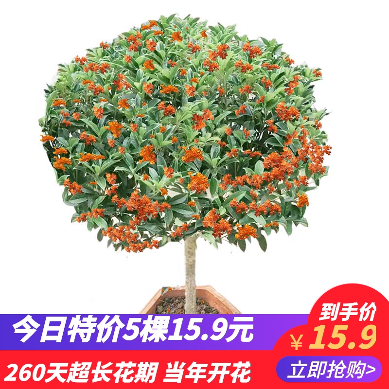 桂花树苗盆栽金桂大型室外浓香型庭院地栽四季桂花嫁接八月桂花树