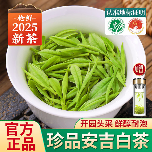 珍品安吉白茶2025年新茶明前特级