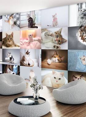 宠物店猫咪壁纸小猫咪照片猫狗猫咖装修墙纸猫粮品种直播间背景图