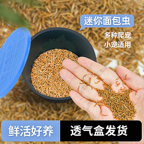 开口虫活体面包虫小虫黄粉营养