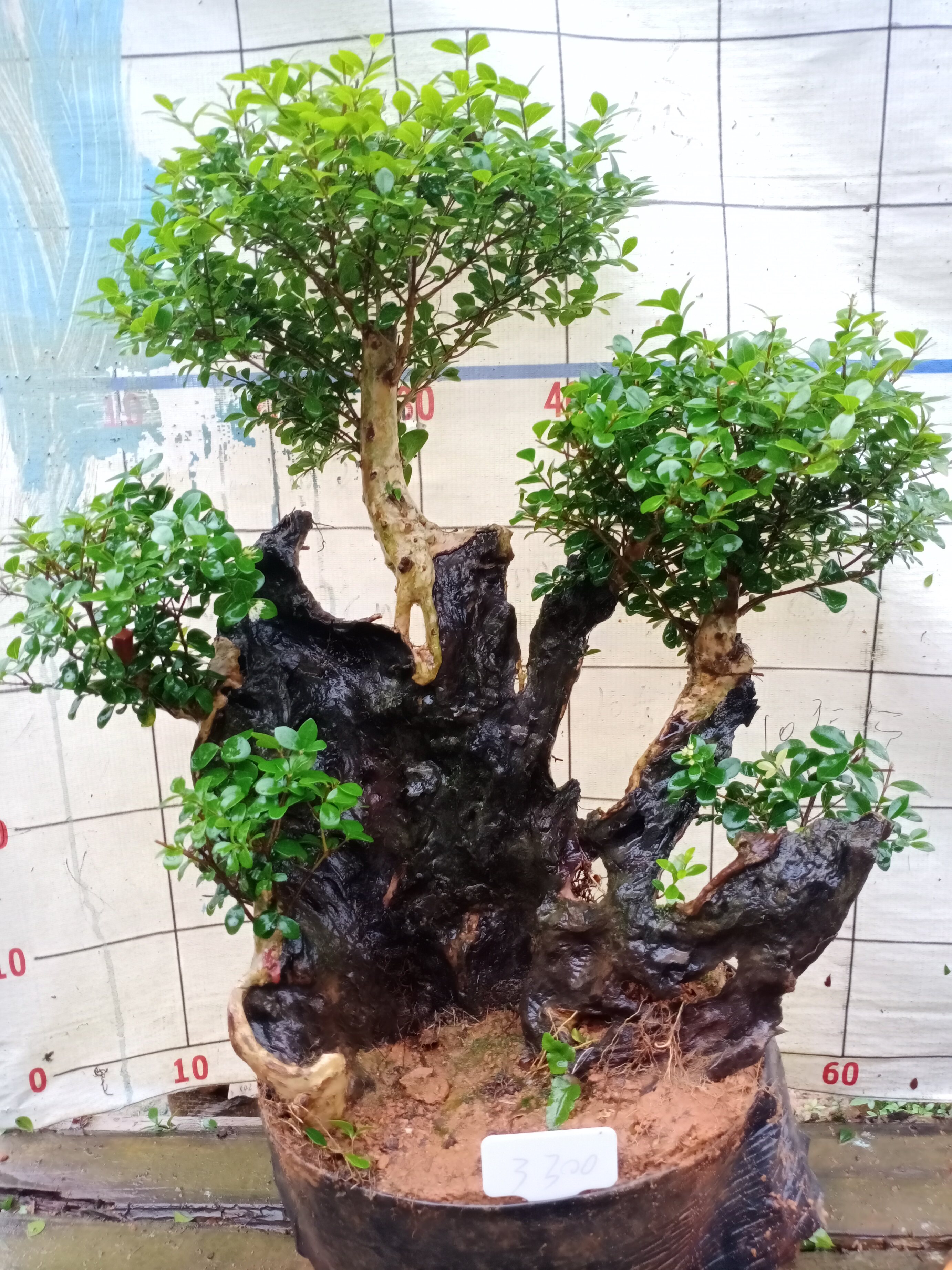 赤楠盆景三叶红芽赤楠 小叶赤楠老桩 赤楠盆景熟桩