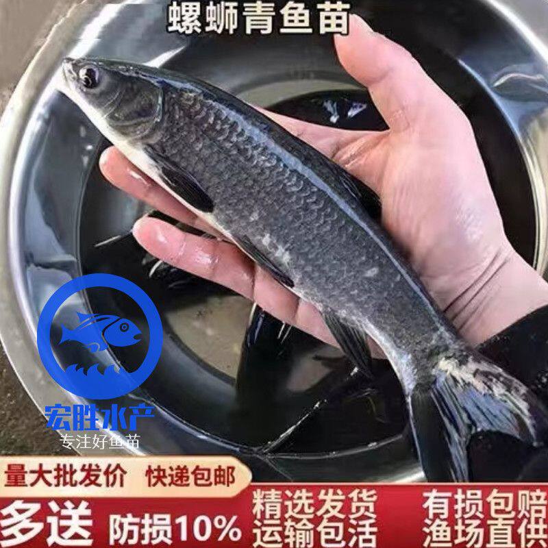 螺丝青鱼鱼苗淡水螺蛳青鱼苗食用黑皖鱼养殖灰草鱼乌皖鱼乌青大青怎么看?