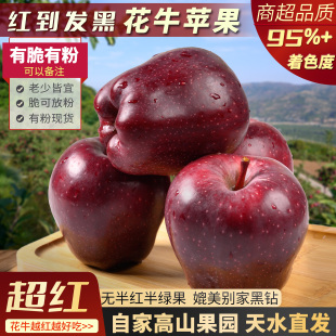 正宗天水花牛苹果甘肃高山红蛇.果黑钻粉面甜 需冷藏 沙粉香甜