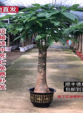 发财树盆栽大型甲醇客厅北欧绿植