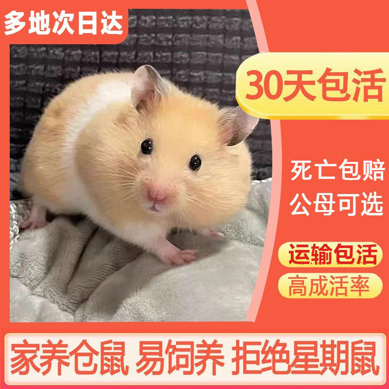 仓鼠活物金丝熊活体家养宠物