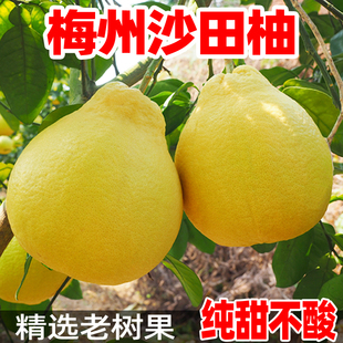 广东正宗梅州沙田柚纯甜柚子全国包邮当季新鲜孕妇水果非广西容县
