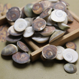 中药材太极石 催生子 海螺盖 甲香 水云母 海月 龙虱子500g克包邮