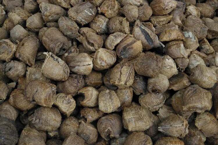 桑螵蛸中药材别名蜱蛸桑蛸螵蛸螳螂蛋桑上螳螂窠刀螂子500g克包邮