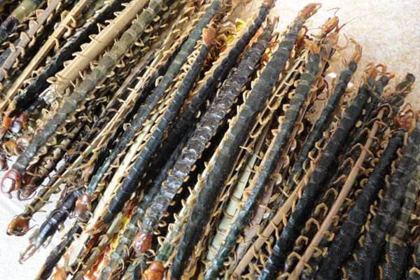 蜈蚣100条中药材 别名蝍蛆吴公天龙百脚百足千足虫  免费磨粉包邮