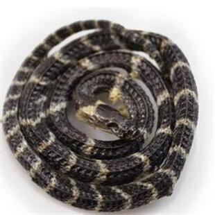 正宗特级白花蛇金钱中药材小百花蛇一条1g左右包邮白花蛇干泡酒料