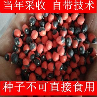 广西野生鸡骨草种子大黄草甜叶鸡骨草籽中药材煲汤料大小叶鸡骨草