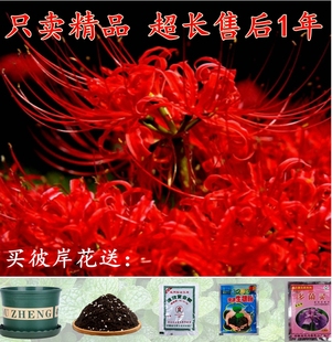 绿植彼岸花种子 曼珠沙华盆栽 彼岸花种球石蒜花 室内种花卉