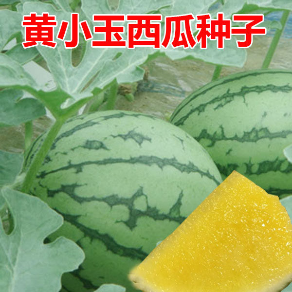 小西瓜种子种籽黄心黄瓤阳台盆栽蔬菜孑南方种植小型水果8424