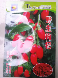 野人参种子长白山山参盆栽野生枸杞决明子牛蒡子田七五味子种籽