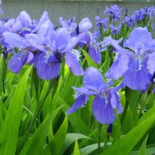 蓝蝴蝶 扁竹花蓝花鸢尾种子 德国鸢尾 鸢尾花是呃逆阳台开花