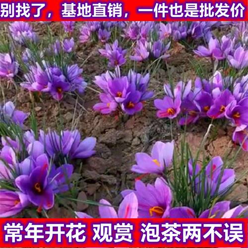 藏红花种球潘莲苗西盆栽冬季